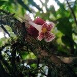 Drymonia multiflora