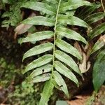 Plagiogyria japonica List