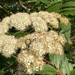 Sorbus americana Blüte