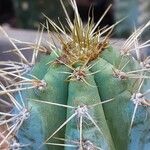 Pilosocereus glaucochrous Blad