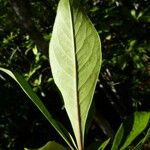 Pittosporum echinatum Leaf