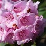 Rhododendron pudorosum Flor