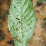 Capirona macrophylla Blad