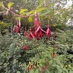 Fuchsia magellanica Хабит