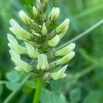 Astragalus cicer 花