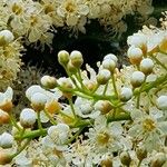 Prunus lusitanica Máis