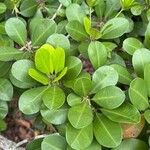 Manilkara subsericea Leaf