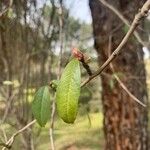 Rhododendron dauricum Leaf