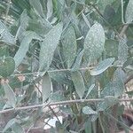Simmondsia chinensis Φύλλο