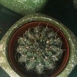Gymnocalycium baldianum Leaf