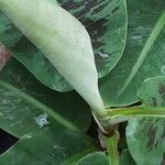 Musa acuminata Feuille
