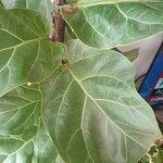 Ficus lyrata 葉