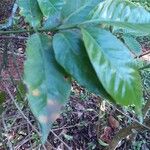 Coffea arabica Leaf