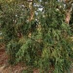 Cephalotaxus harringtonia Habitus