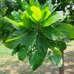 Barringtonia acutangula Leaf