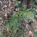 Asplenium onopteris Vekstform