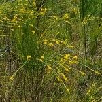 Viminaria juncea Natur