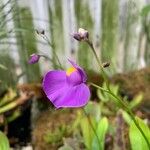 Utricularia longifolia Flor