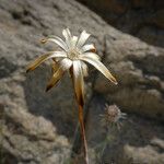 Adenophyllum porophylloides Flower