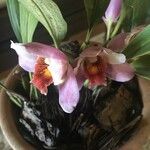 Bifrenaria tyrianthina Maua