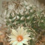 Turbinicarpus schmiedickeanus Квітка