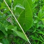 Silphium terebinthinaceum Lapas