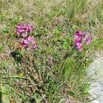 Pedicularis cenisia Flower