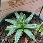 Agave victoriae-reginae Листок