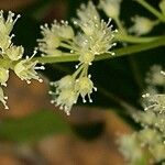 Spiraeanthemum densiflorum Kukka