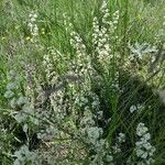 Galium borealeFlower