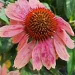 Echinacea angustifolia Цвят