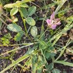 Lespedeza violacea Žiedas