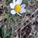 Anthemis cretica Floare