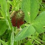 Trifolium incarnatum Flower