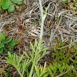 Ranunculus paludosus Листок