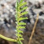 Sanguisorba verrucosa Lapas