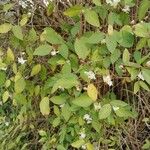 Lonicera fragrantissima Blad