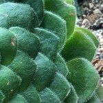 Aeonium tabulaeforme Хабит