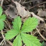 Potentilla intermedia Frunză