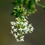 Galium mollugo Blüte