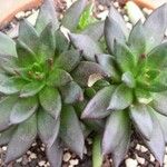 Echeveria affinis Ліст