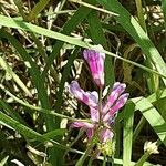 Vicia monantha Λουλούδι