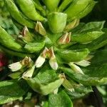 Euphorbia guentheri Flower