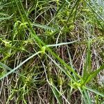 Dianthus spiculifolius Leaf