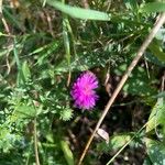 Symphyotrichum dumosum Blüte