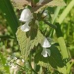 Lamium moschatum Flower