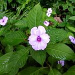 Impatiens flaccida പുഷ്പം