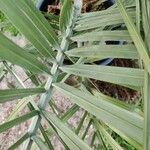 Butia capitata पत्ता