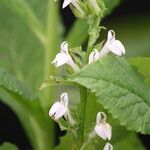 Lobelia inflata Fleur