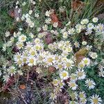 Erigeron strigosusŽiedas